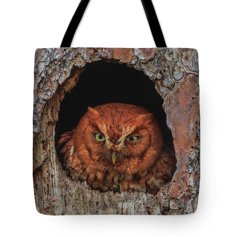 Easternscreechowl Tote Bag featuring the photograph Grouchy Screech by Justin Battles