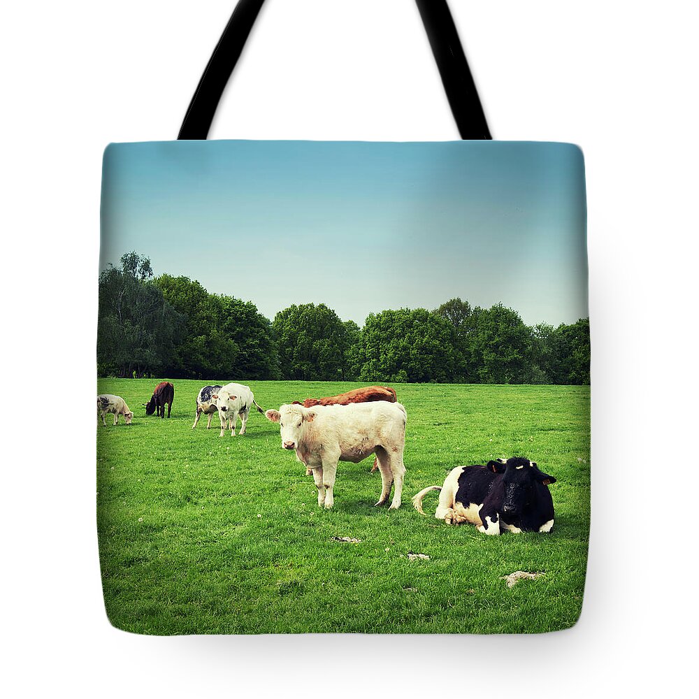 Scenics Tote Bag featuring the photograph Group Of Cows In The Green Pasture by Brytta