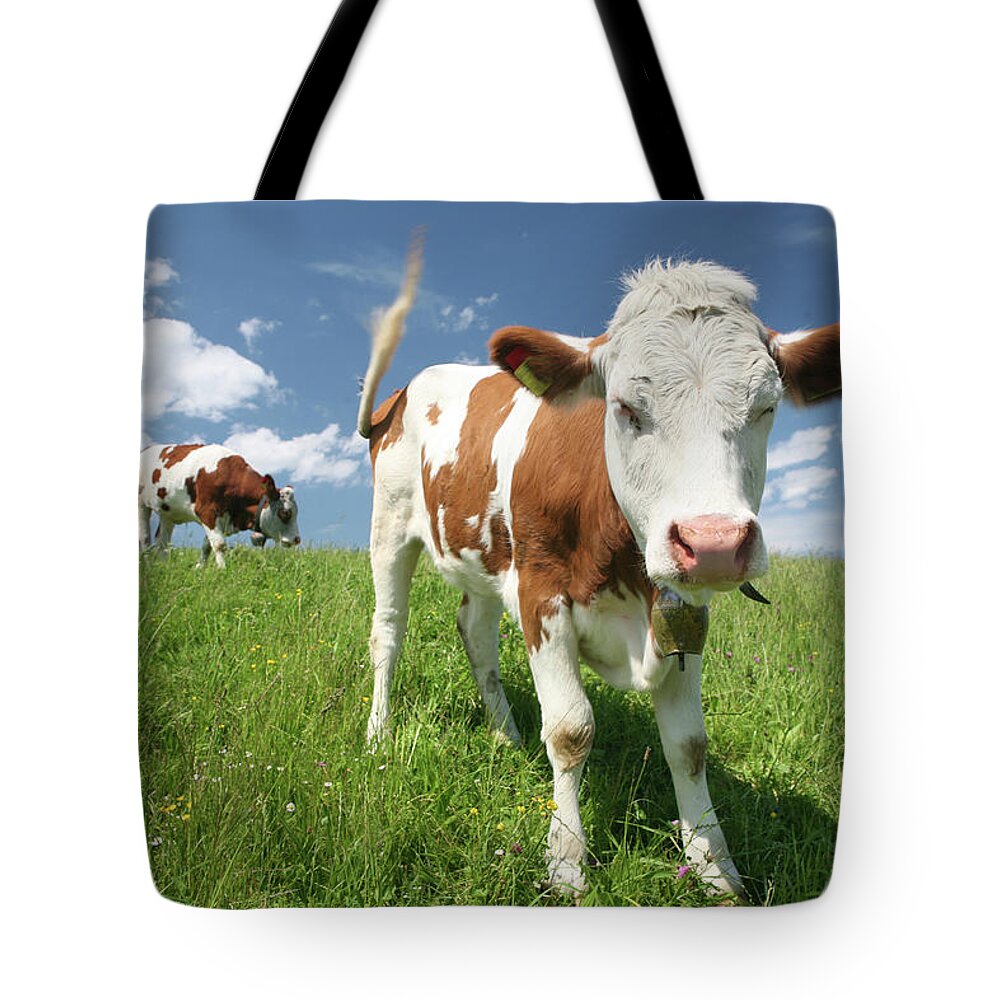 Animal Nose Tote Bag featuring the photograph Group Of Cows by Wingmar