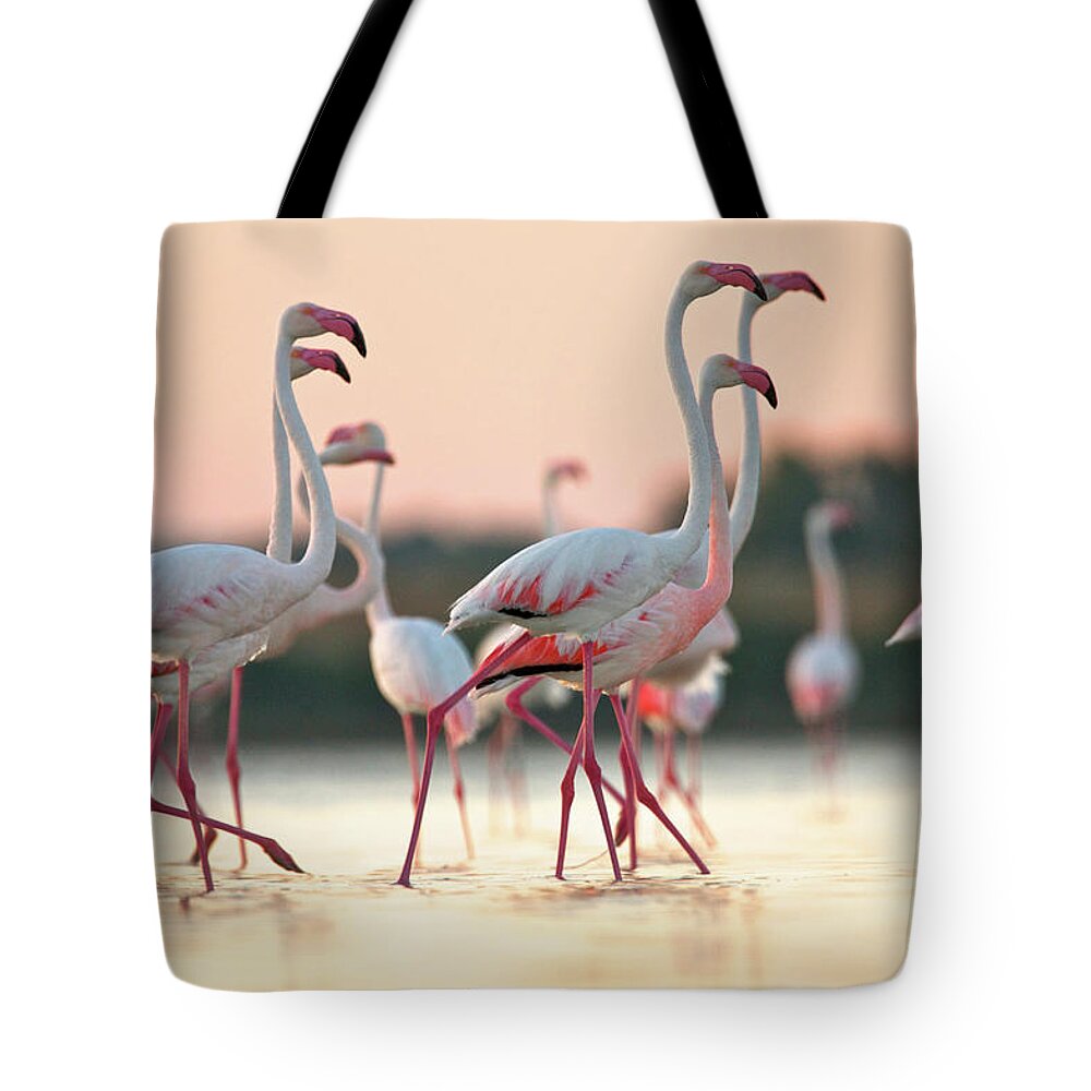 Animal dawn bag hot sale
