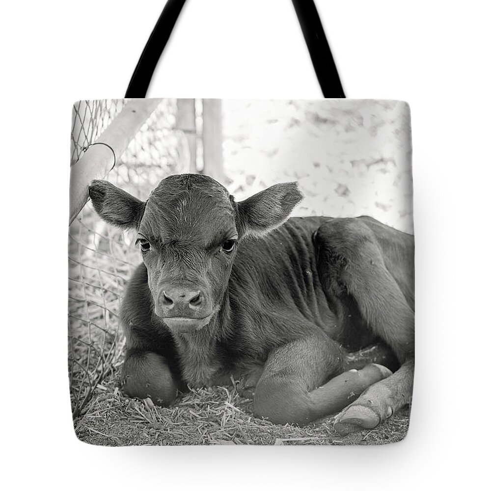 Grumpy Tote Bag featuring the photograph Grumpy Cow by Eddie Yerkish