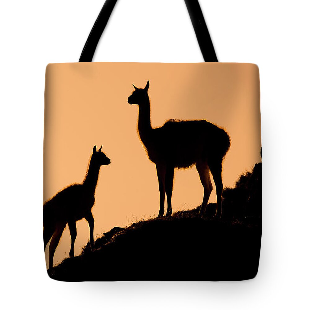 Sebastian Kennerknecht Tote Bag featuring the photograph Guanaco Mother And Cria At Sunset by Sebastian Kennerknecht