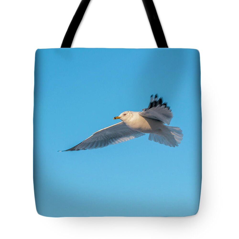 Shore Bird Tote Bag featuring the photograph Gull In Flight 1 by Cathy Kovarik