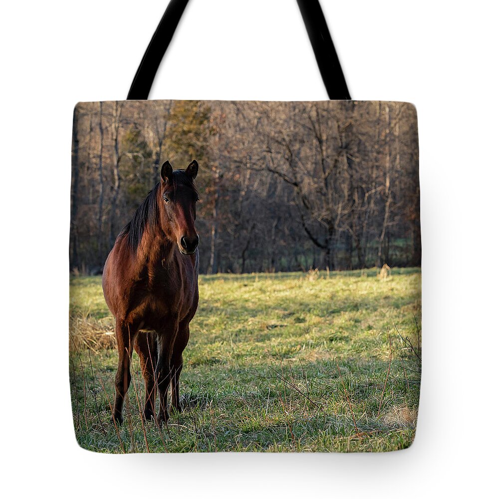 Wild Horse Tote Bag featuring the photograph Gypsy by Holly Ross