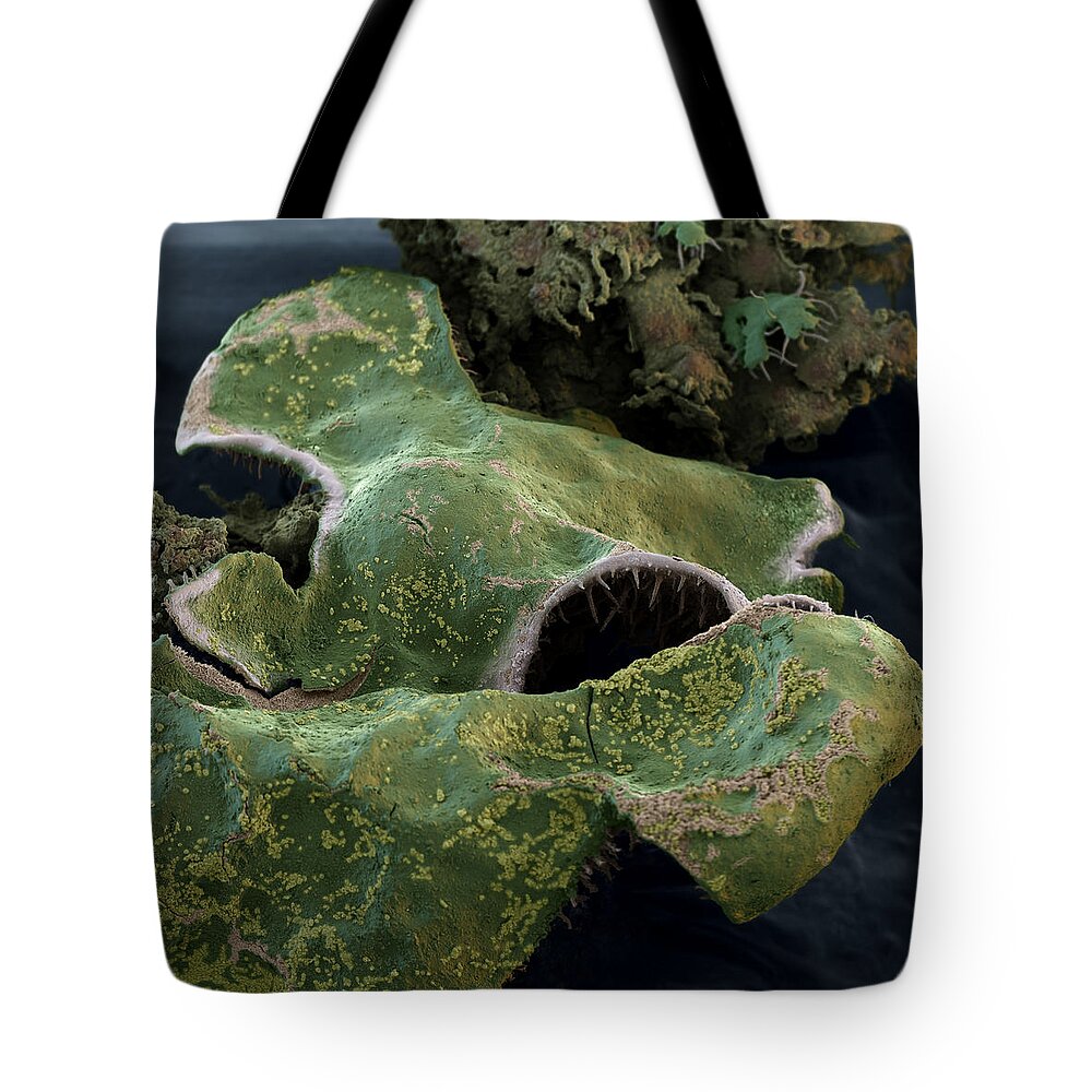 Algae Tote Bag featuring the photograph Hammered Shield Lichen by Meckes/ottawa
