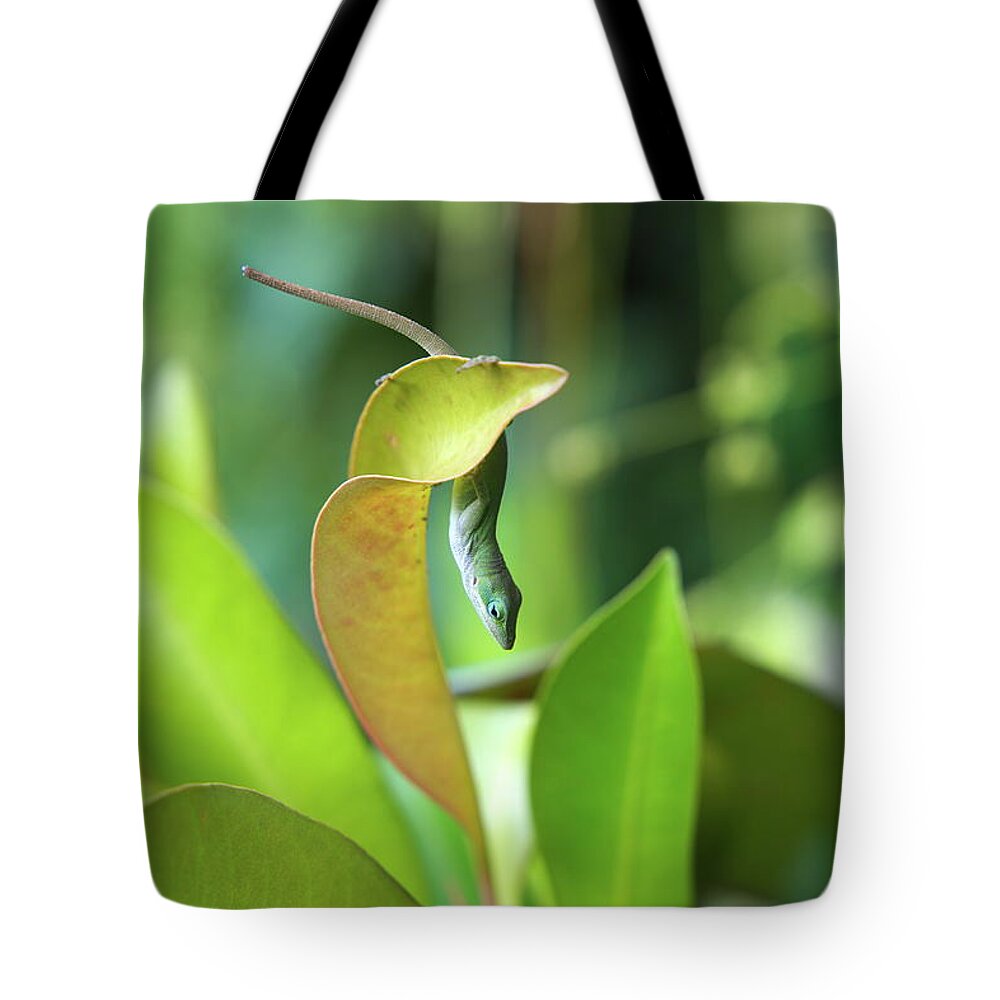 Hawaii Tote Bag featuring the photograph Hang in there by Ivan Franklin