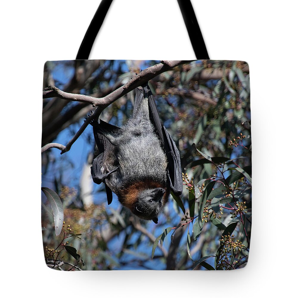 Flying Tote Bag featuring the photograph Hanging around by Patrick Nowotny