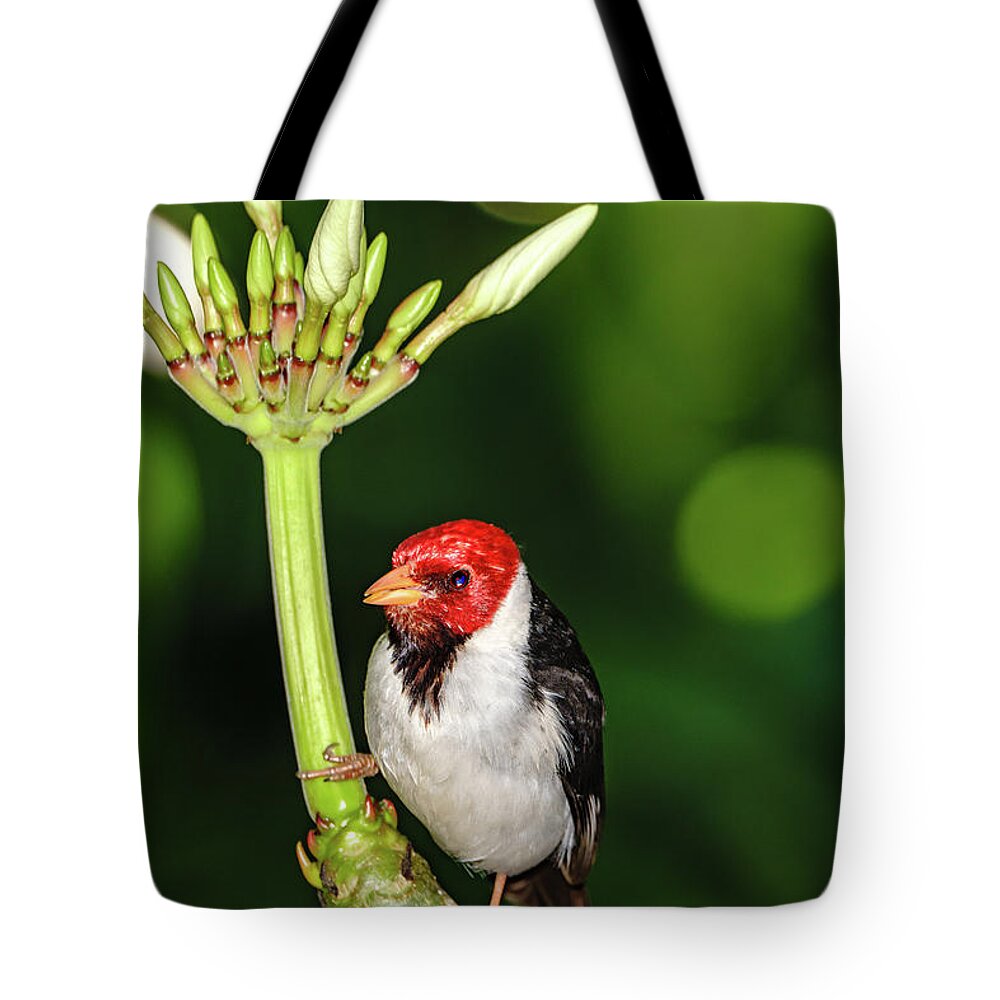 Hawaii Tote Bag featuring the photograph Happy Valentine's Day Bird by John Bauer