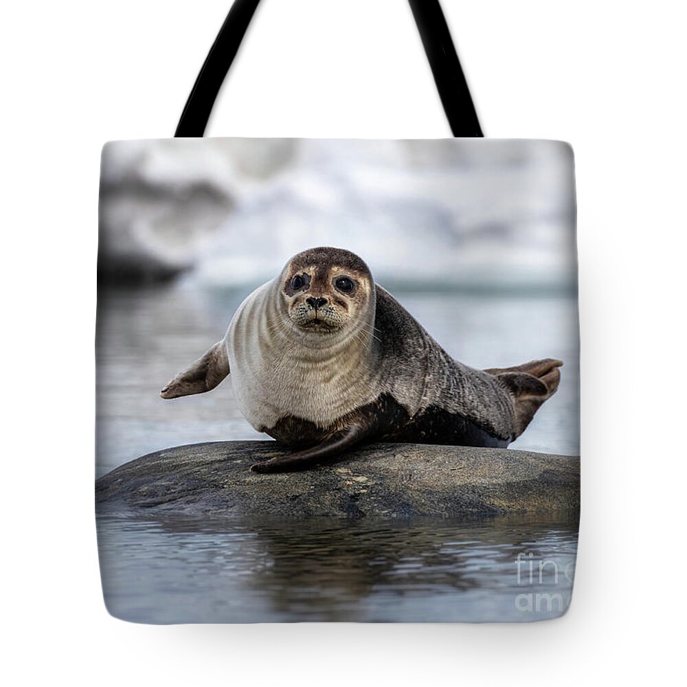 Seal Tote Bag featuring the photograph Harbour seal on a rock in Svalbard by Jane Rix