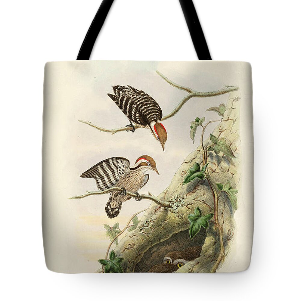 Woodpecker Tote Bag featuring the painting Hardwick's Pygmy Woodpecker by John Gould