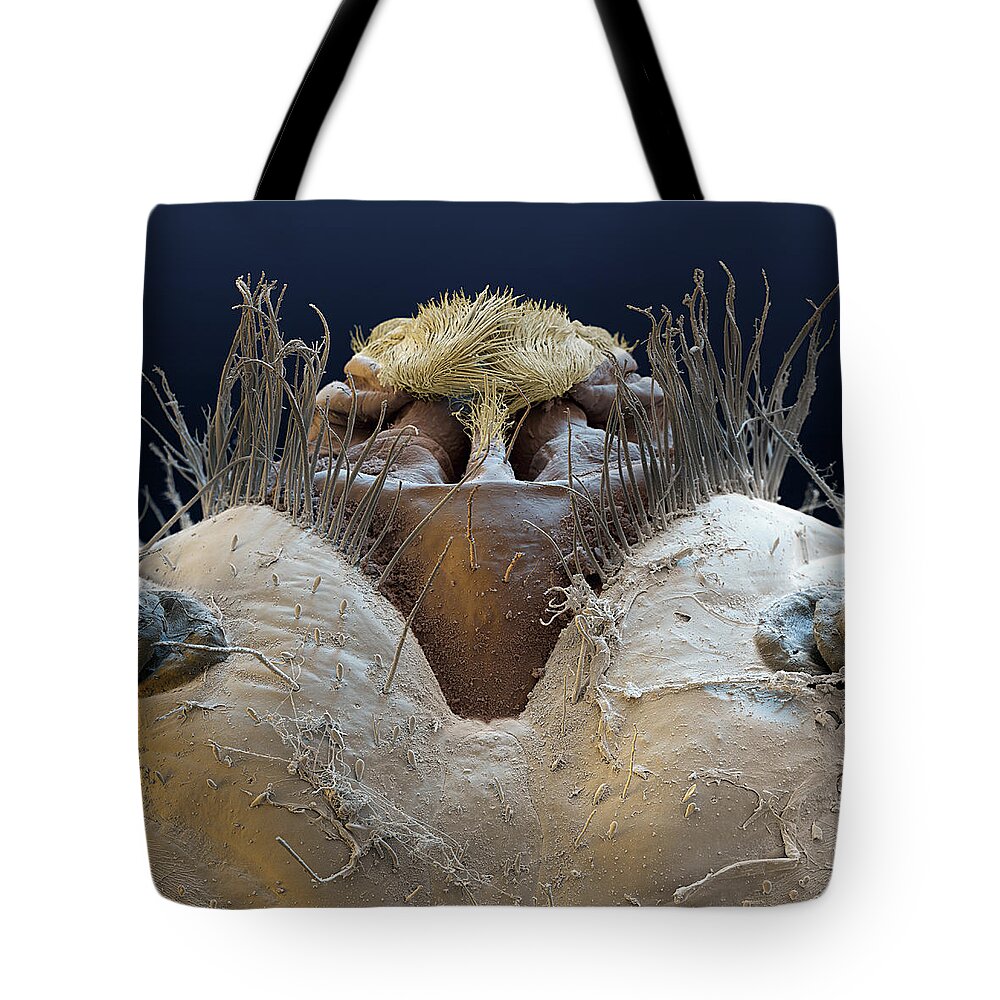 Blephariceridae Tote Bag featuring the photograph Head Of A Midge Larva, Sem by Meckes/ottawa
