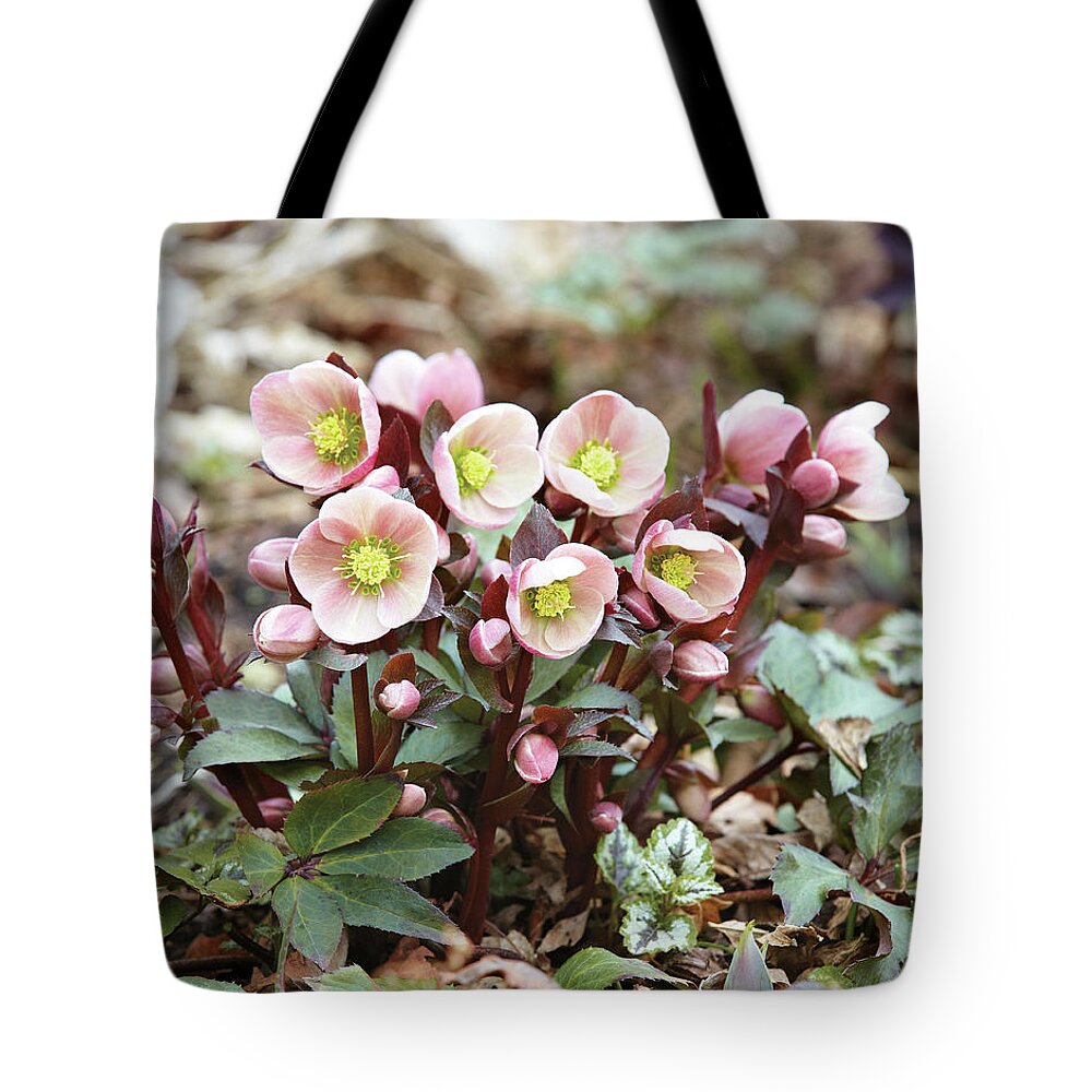 Flowers Tote Bag featuring the photograph Hellebores by Garden Gate magazine
