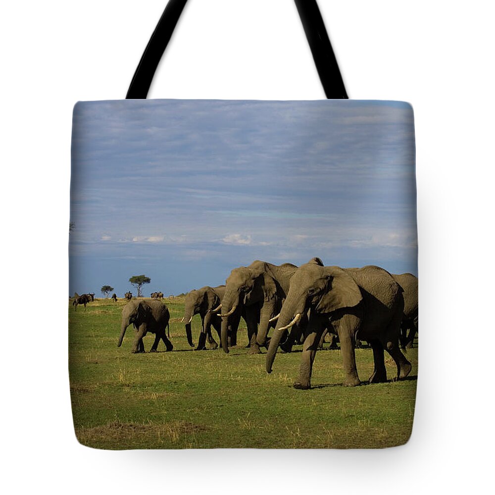 Kenya Tote Bag featuring the photograph Herd Of African Elephants At Maasai by Darrell Gulin