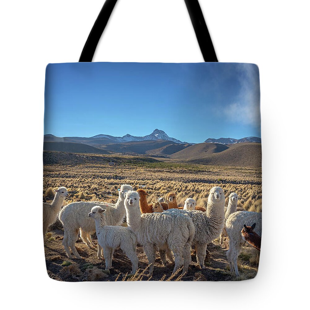 Alpacas Tote Bag featuring the photograph Herd of Alpacas, Bolivia by Delphimages Photo Creations