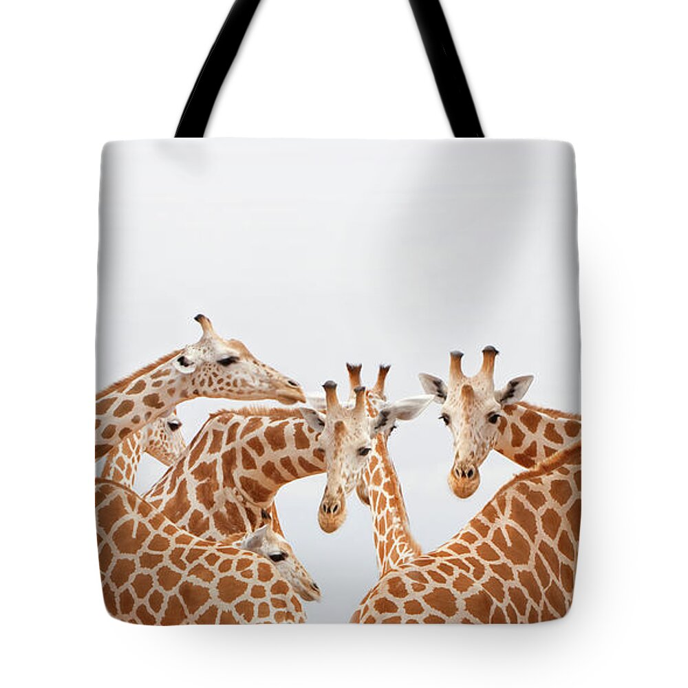 Kenya Tote Bag featuring the photograph Herd Of Giraffe by Grant Faint