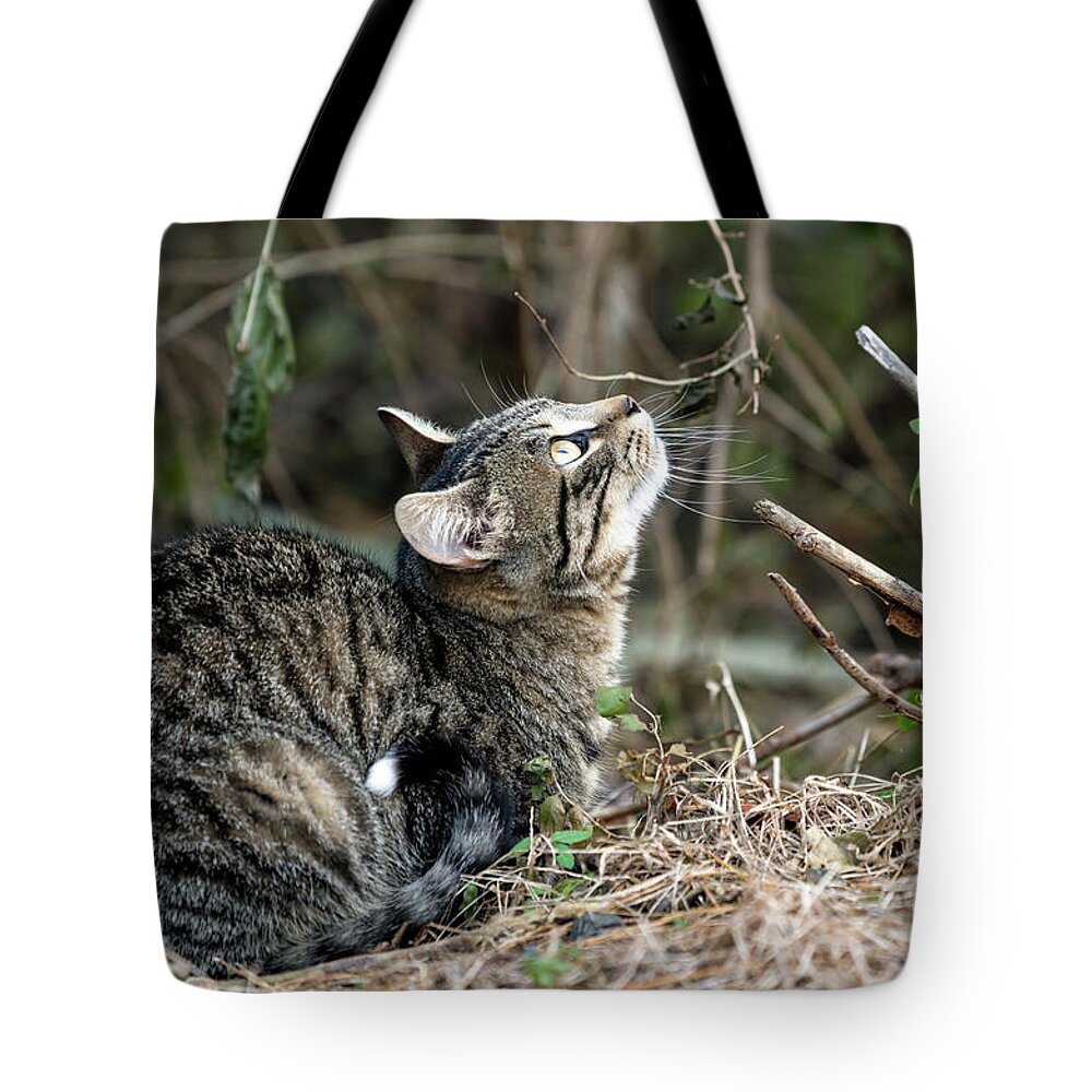 Cat Tote Bag featuring the photograph Here here little birdies by Sam Rino