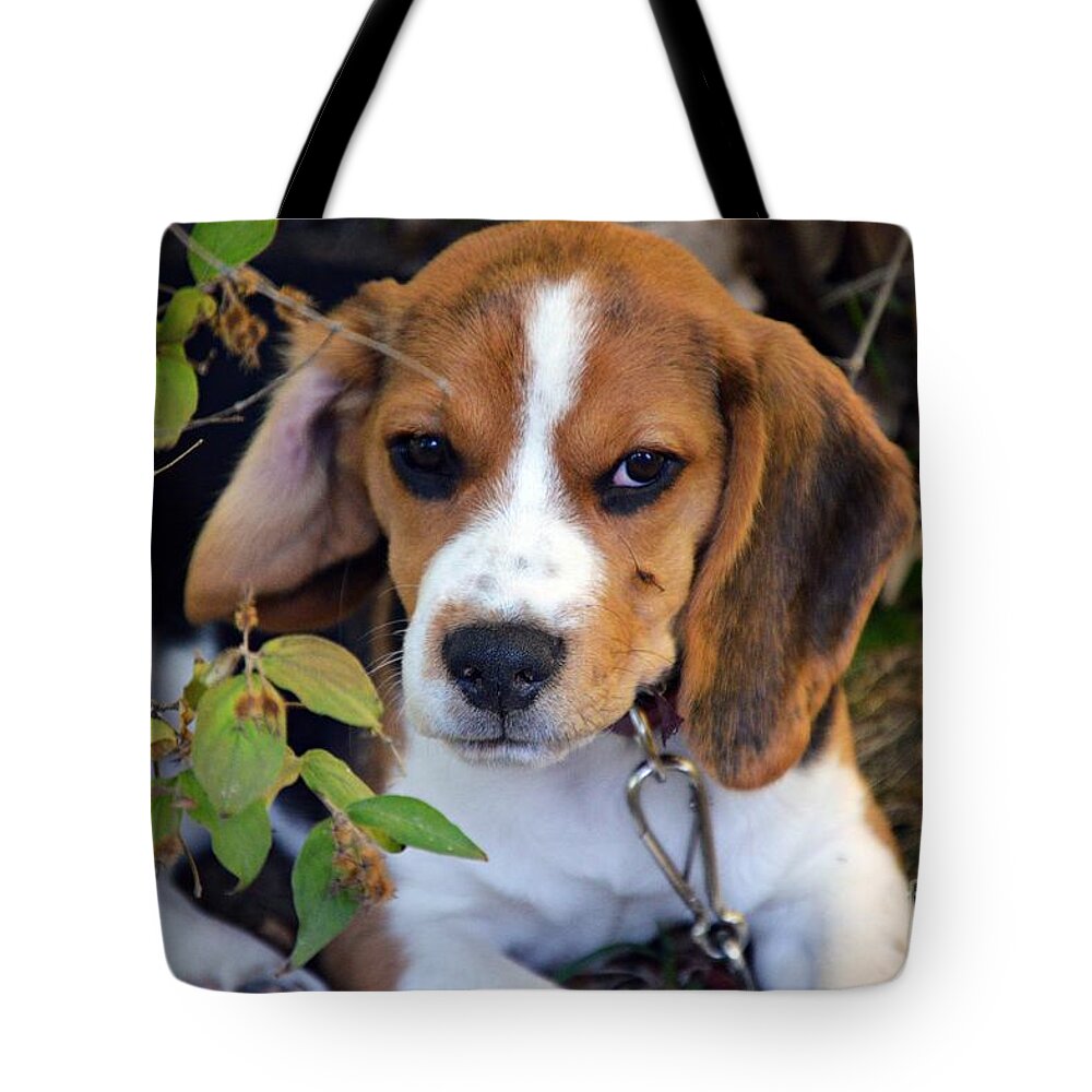 Beagle Puppy Tote Bag featuring the photograph Hermine The Beagle by Thomas Schroeder