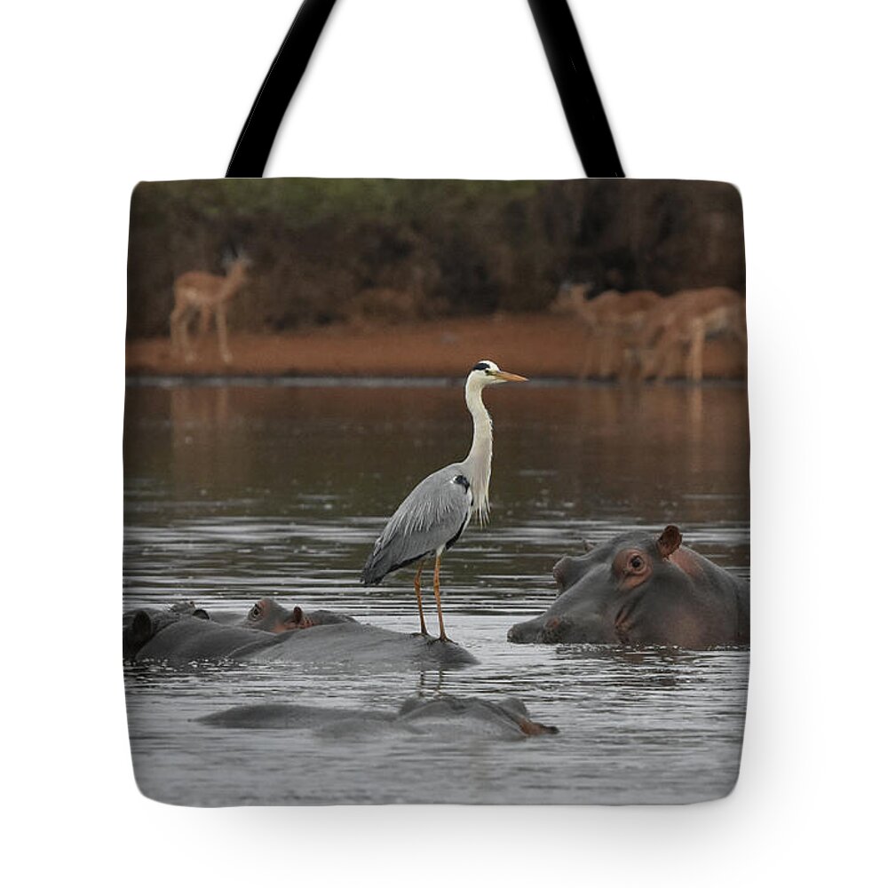 Hippos Tote Bag featuring the photograph Heron on a Hippo by Ben Foster