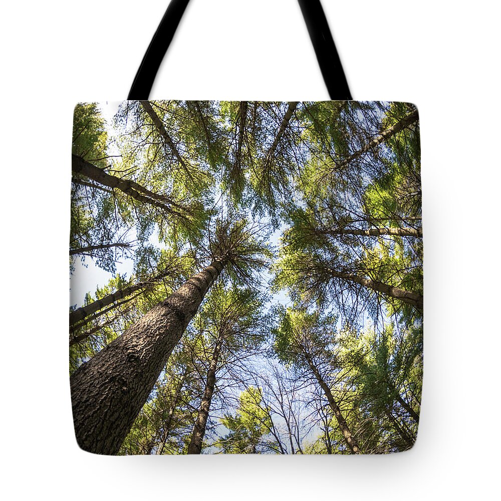 Trees Tote Bag featuring the photograph High Rise Pines by Phil S Addis