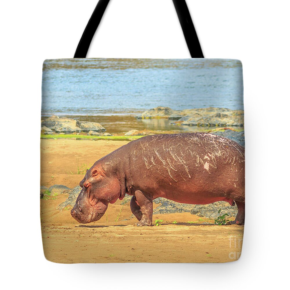 Hippo Tote Bag featuring the photograph Hippo South Africa by Benny Marty