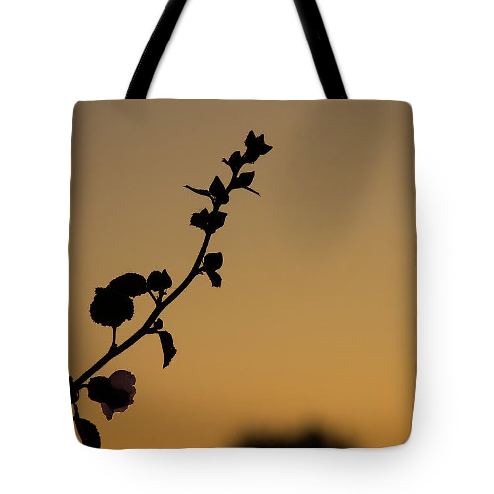 Hollyhock Tote Bag featuring the photograph Hollyhock at Dawn by Jonathan Thompson