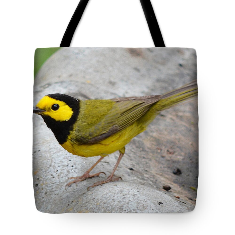 Hooded Warbler Tote Bag featuring the photograph Hooded Warbler by Jimmie Bartlett