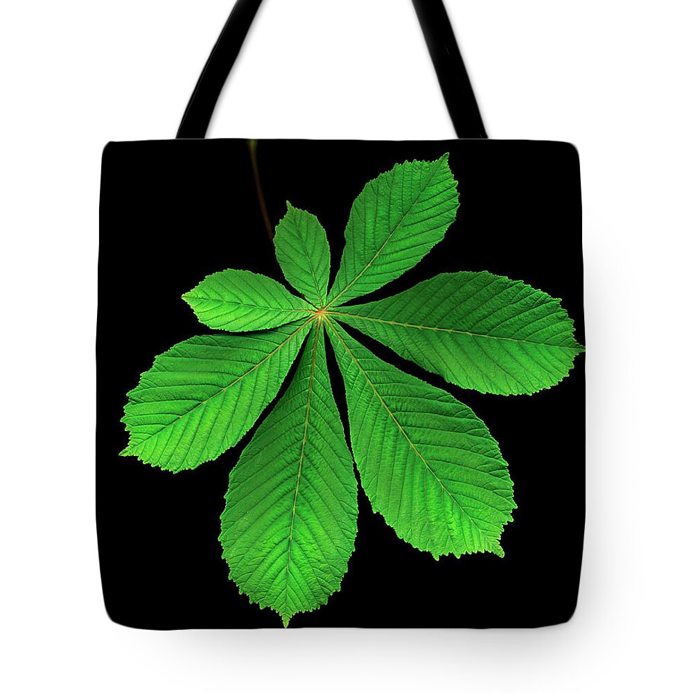 Black Background Tote Bag featuring the photograph Horse Chestnut Leaf Against Black by Mike Hill