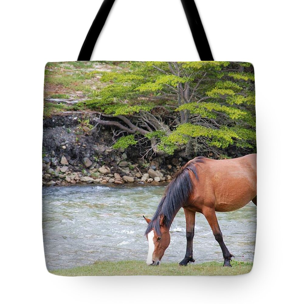 Horse Tote Bag featuring the photograph Horse Grazing by Thanks For Choosing My Photos.