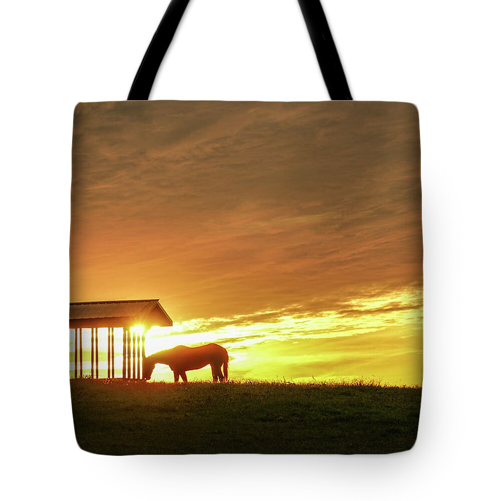 Horse Tote Bag featuring the photograph Horse in the Spotlight by Tana Reiff