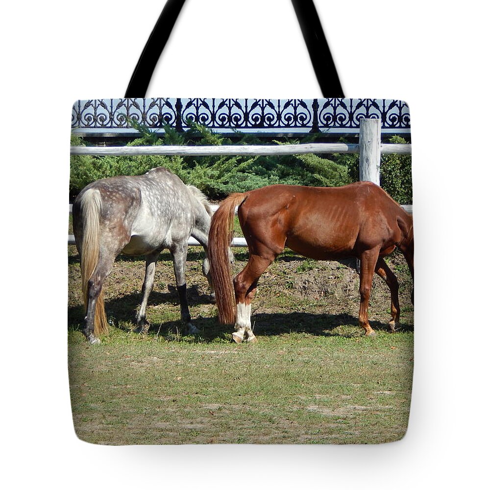 Horse Tote Bag featuring the photograph Horses grazing in a pasture in the paddock by Oleg Prokopenko