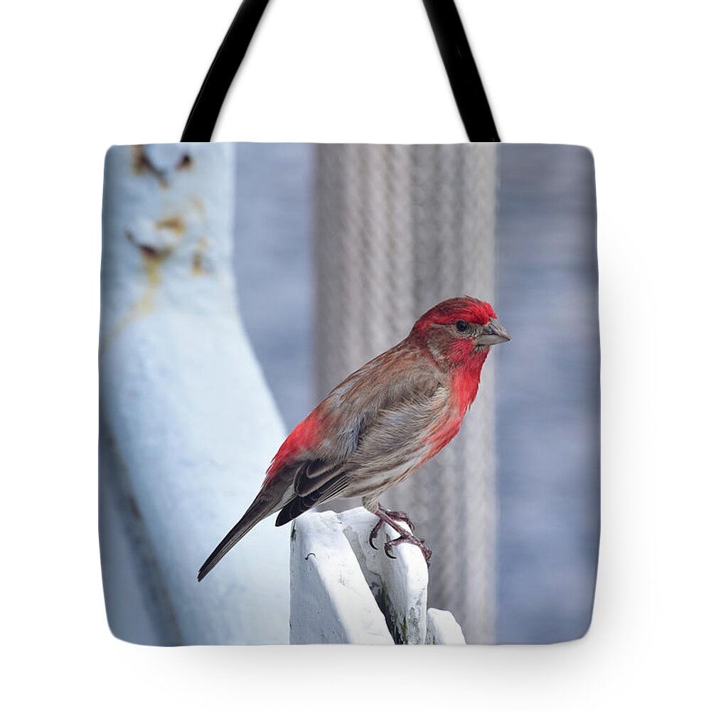 Finch Tote Bag featuring the photograph House Finch on the U.S.S. Wisconsin by Nicole Lloyd
