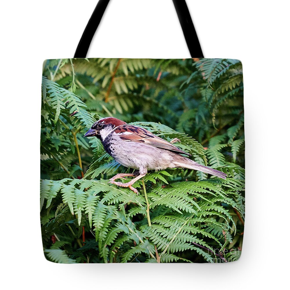 Branch Tote Bag featuring the photograph House Sparrow Male Perched on Fern by Pablo Avanzini