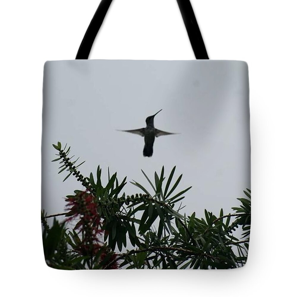 Florida Tote Bag featuring the photograph Hummingbird Blessing by Lindsey Floyd