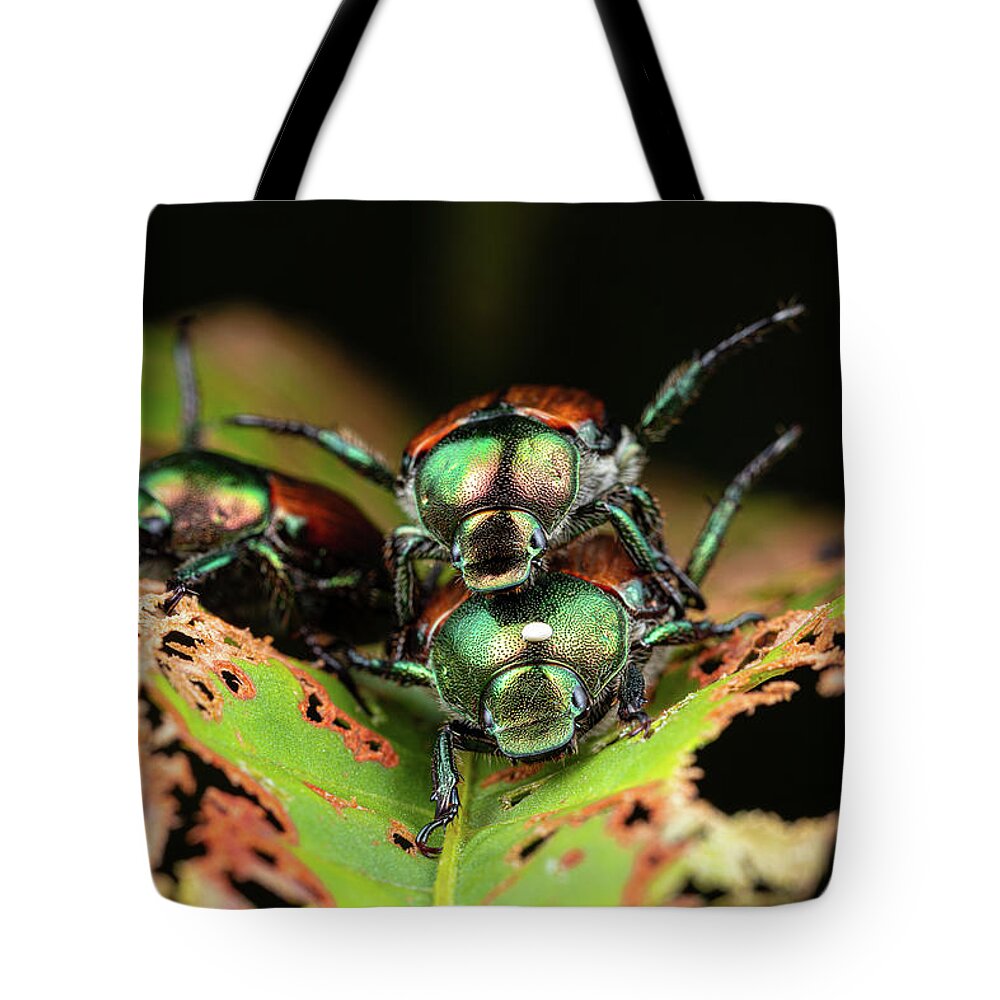 Japanese Beetle Insect Nature Closeup Close Up Close-up Outside Outdoors Brian Hale Brianhalephoto Macro Humpday Hump-day Hump Day Humor Funny Tote Bag featuring the photograph Hump Day Beetles by Brian Hale