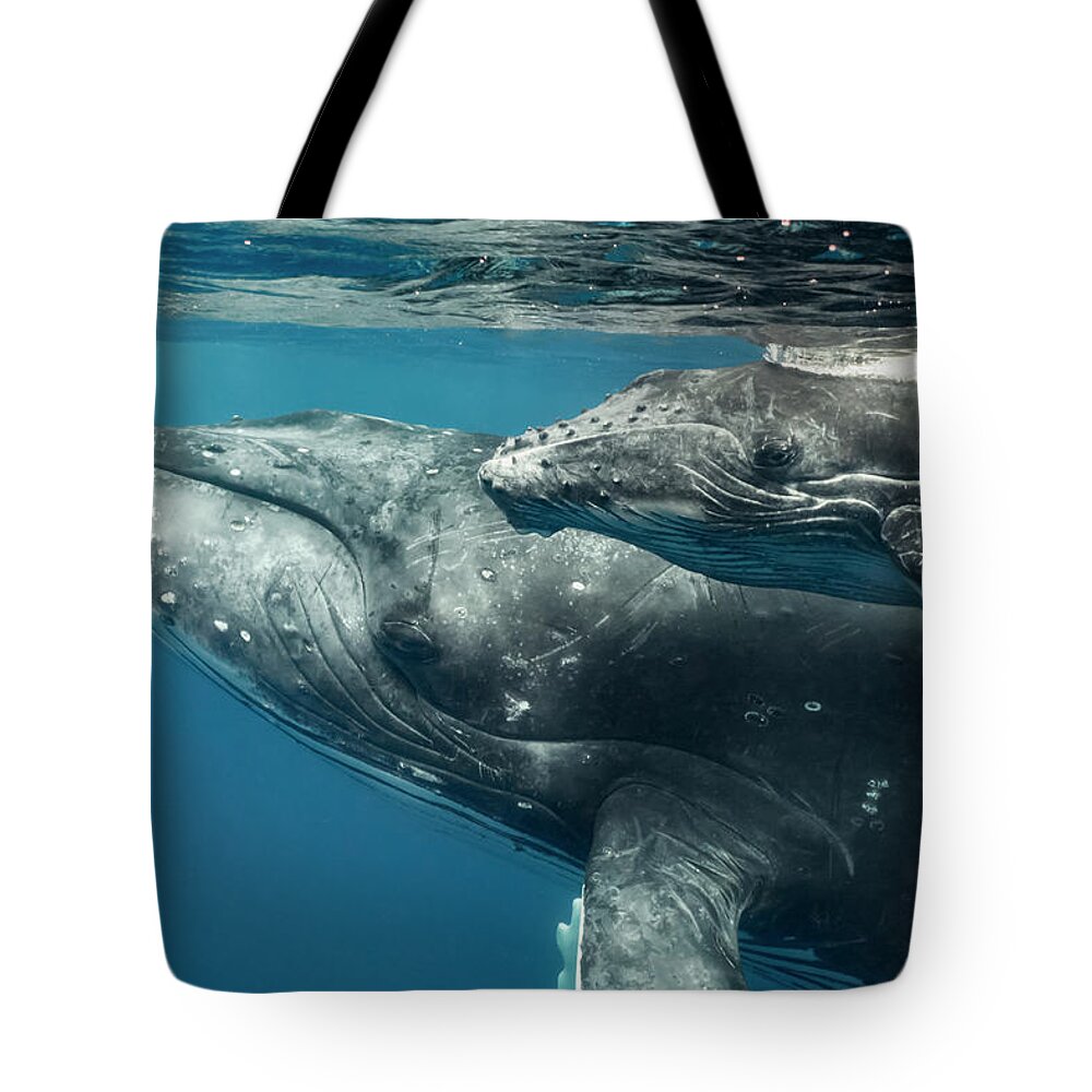 Animal Tote Bag featuring the photograph Humpback Whale And Calf Up Close by Tui De Roy