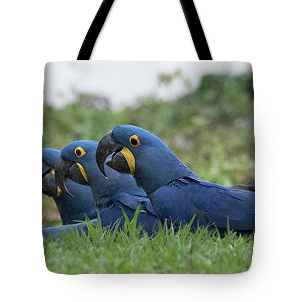 Hyacinth Tote Bag featuring the photograph Hyacinth Macaws Drinking by Patrick Nowotny
