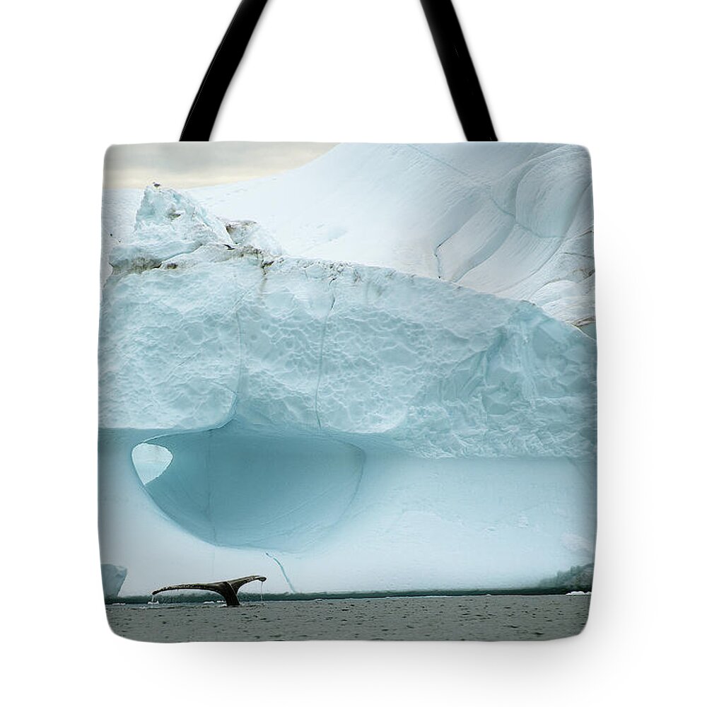Arctic Tote Bag featuring the photograph Iceberg and Whale Tail by Minnie Gallman
