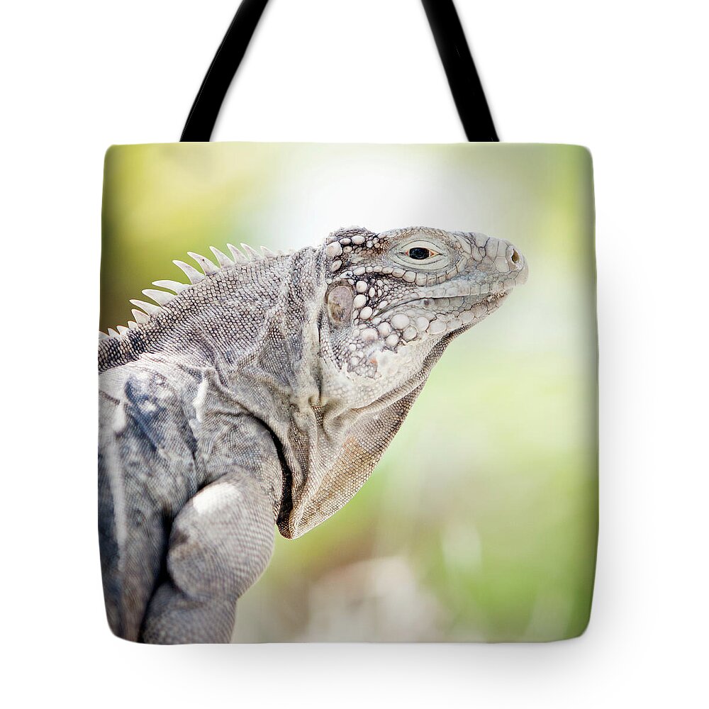 Animal Themes Tote Bag featuring the photograph Iguana In The Caribbean by Noel Hendrickson