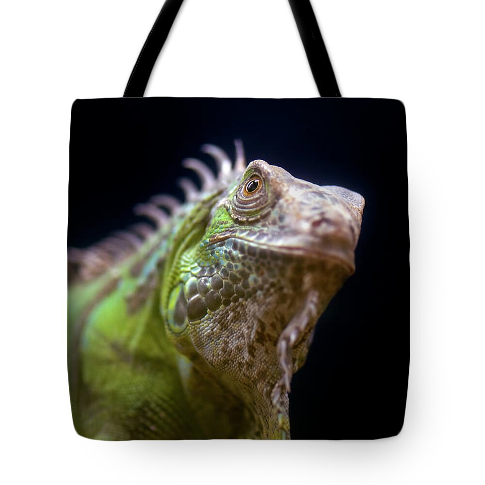 Animal Themes Tote Bag featuring the photograph Iguana Joven Young Iguana by Manuel M. Almeida