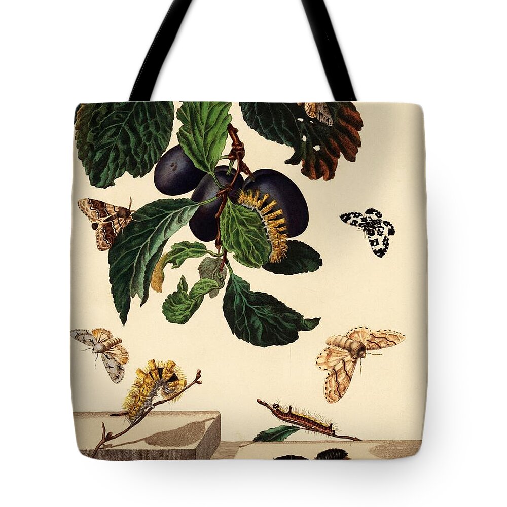 19th Century Tote Bag featuring the drawing illustration by Moses Harris from 'The Aurelian, a Natural History of English Moths and Butterfli... by Album