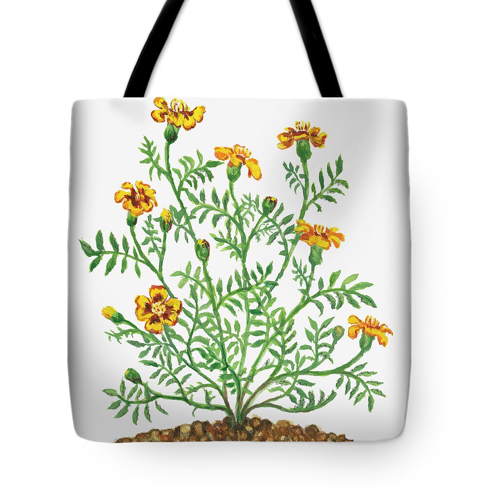 Long Tote Bag featuring the digital art Illustration Of Tagetes Patula French by Dorling Kindersley