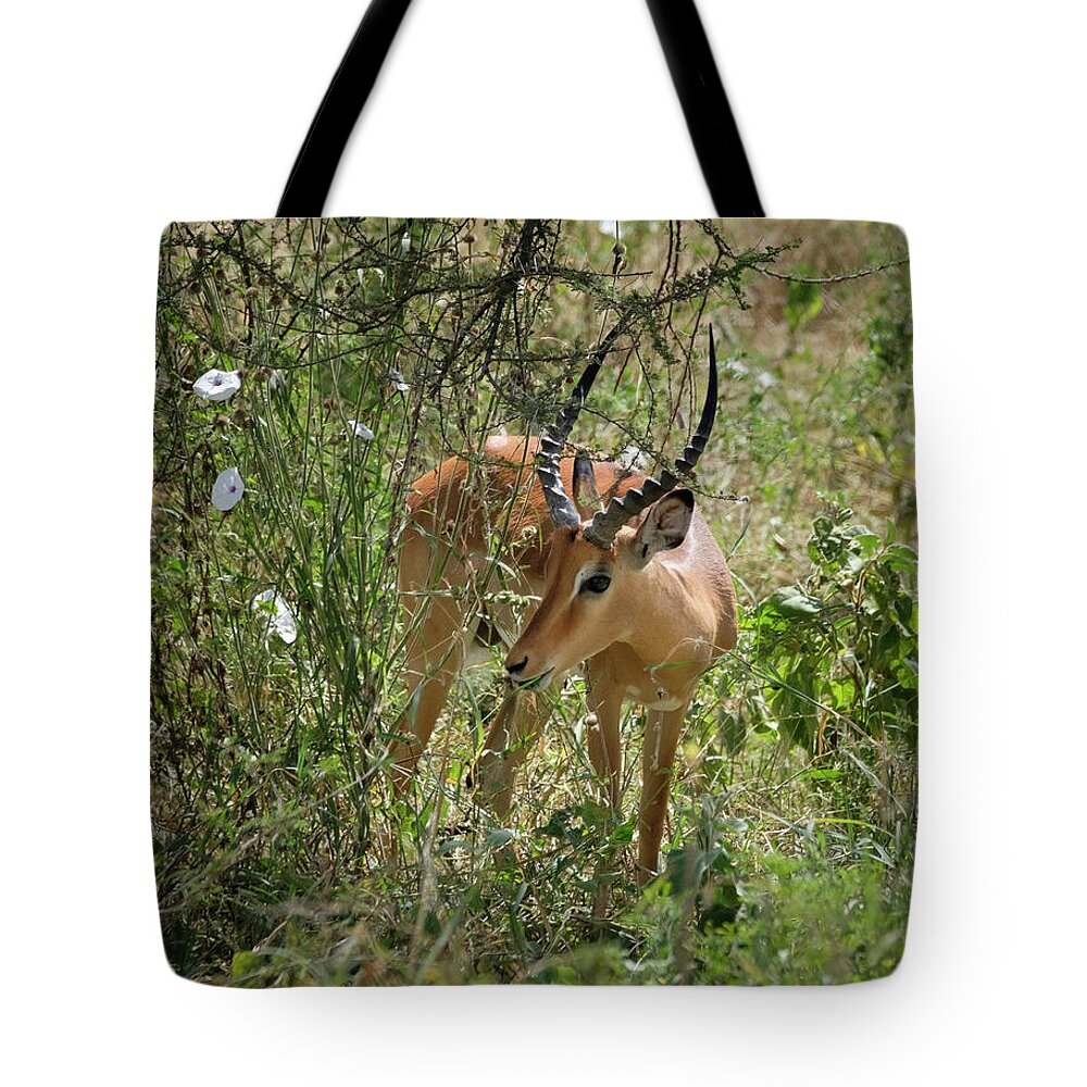 Aepyceros Melampus Tote Bag featuring the photograph Impala Amongst Morning Glories by Mary Lee Dereske