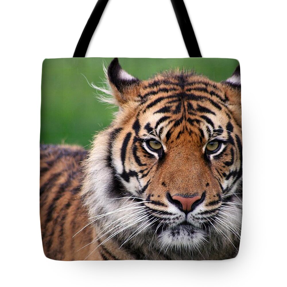Animal Themes Tote Bag featuring the photograph Impressive, But Unimpressed by Brett Terry Photography