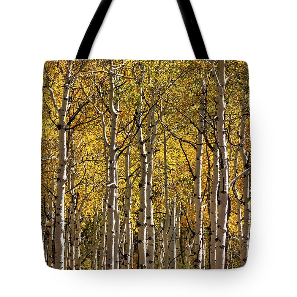 Colorado Tote Bag featuring the photograph In The Thick Of Aspen by Doug Sturgess
