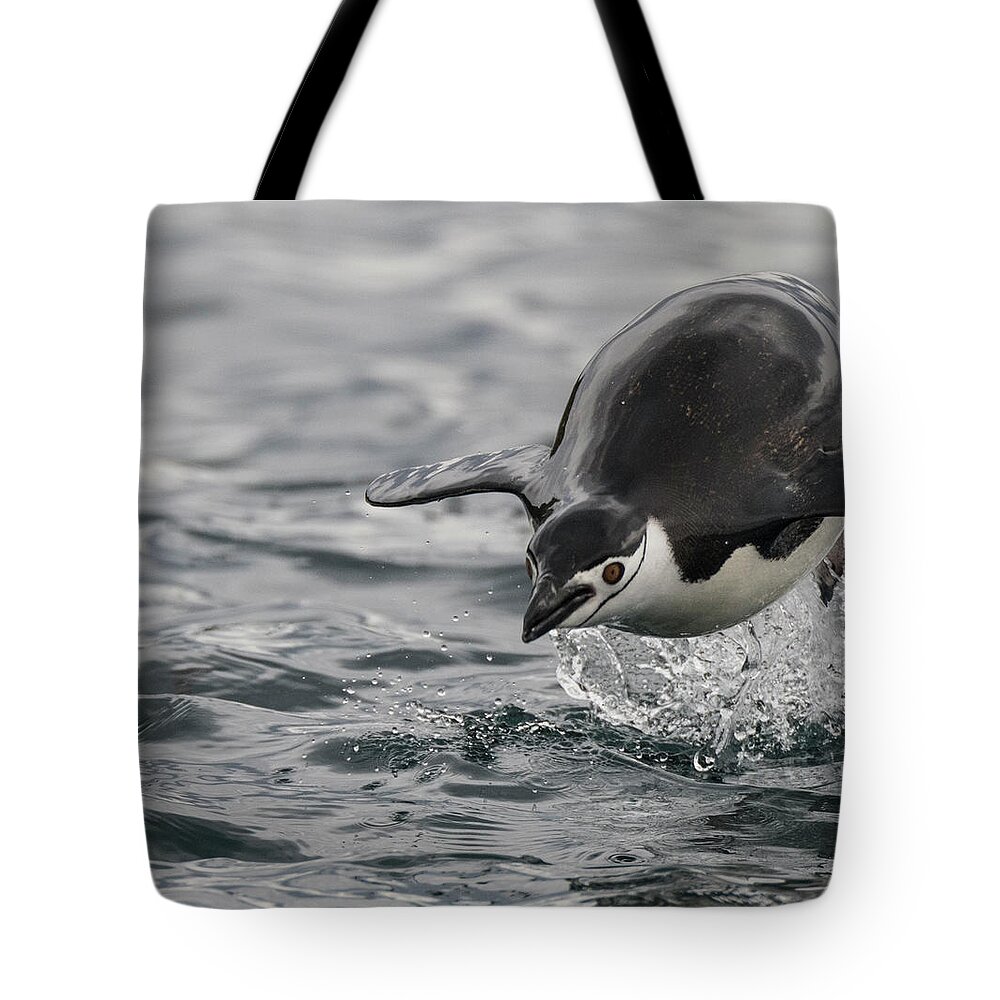 Penguin Tote Bag featuring the photograph Incoming by Alex Lapidus