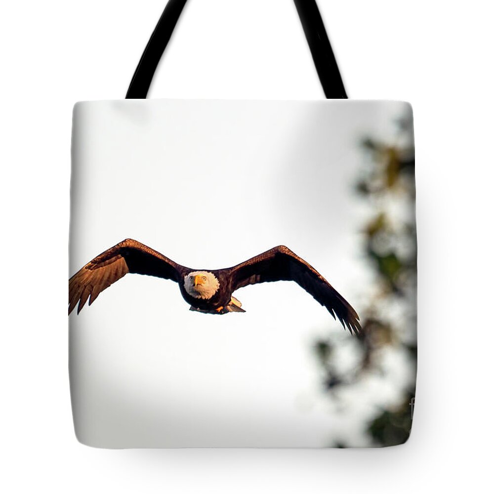 Bald Eagle Tote Bag featuring the photograph Incoming by Sam Rino