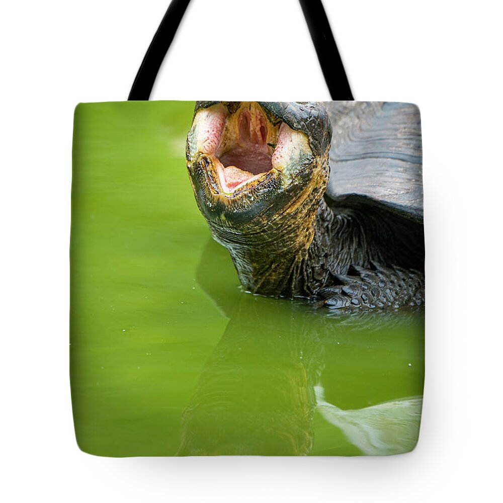 Animals Tote Bag featuring the photograph Indefatigable Island Tortoise by Tui De Roy