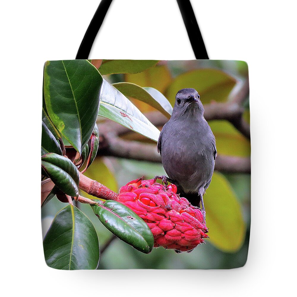Gray Catbird Tote Bag featuring the photograph Indignant Gray Catbird Having Breakfast by Linda Stern