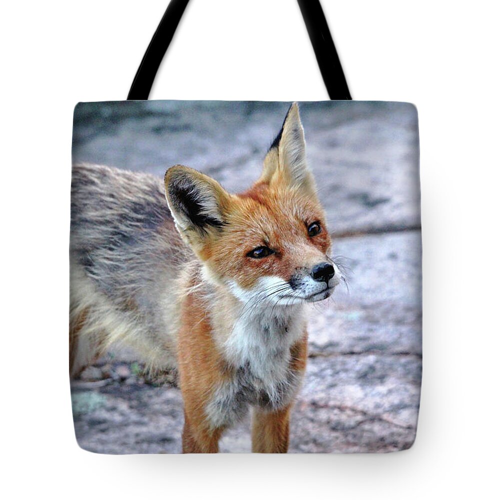 Fox Tote Bag featuring the photograph Inquisitive Fox by Debbie Oppermann