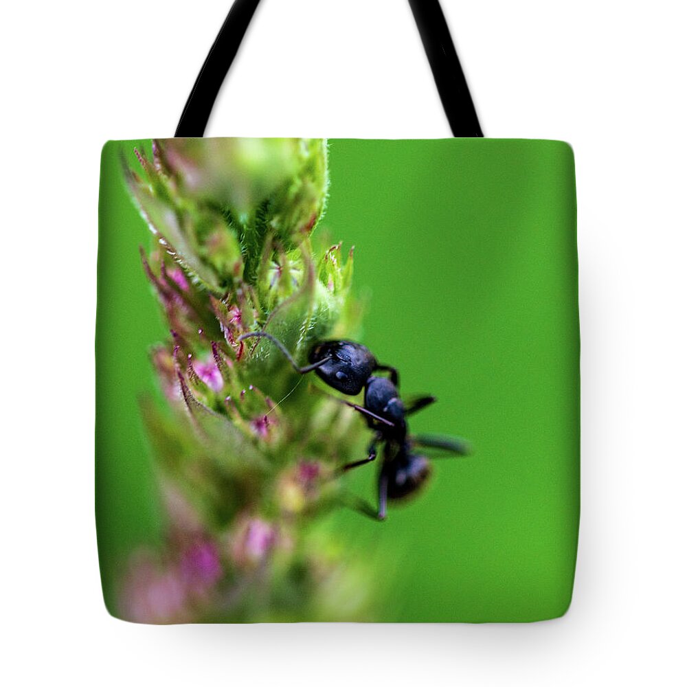 Animals Tote Bag featuring the photograph Macro Photography - Ant by Amelia Pearn